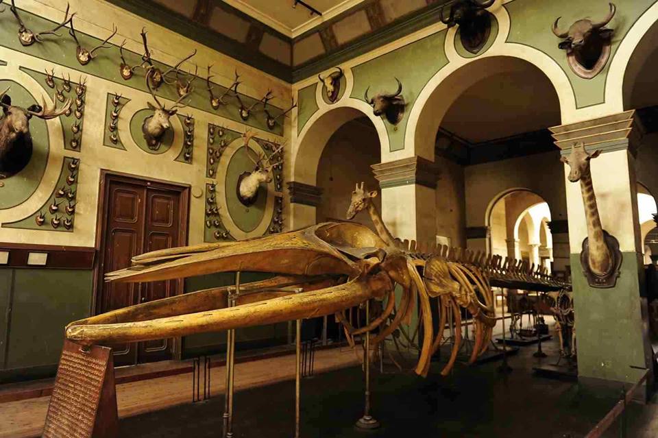 https://mdw-travel-data-us-east-1.s3.amazonaws.com/img/country/Egypt/Agricultural-Museum/img_01.jpg