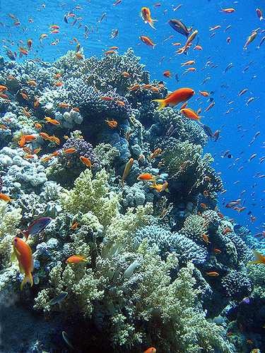 https://mdw-travel-data-us-east-1.s3.amazonaws.com/img/country/Egypt/Coral-Reefs-of-Sharm-El-Sheikh/img_02.jpg