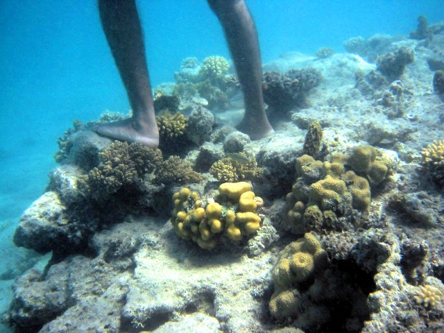 https://mdw-travel-data-us-east-1.s3.amazonaws.com/img/country/Egypt/Coral-Reefs/img_01.jpg