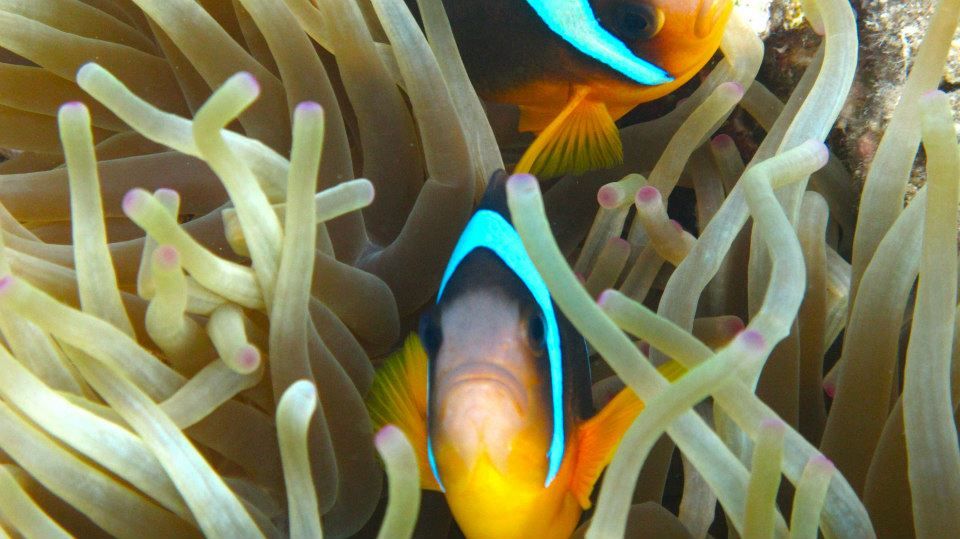 https://mdw-travel-data-us-east-1.s3.amazonaws.com/img/country/Egypt/Diving-in-Taba/img_00.jpg