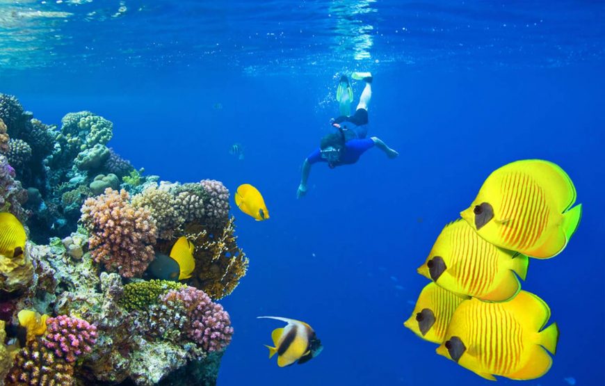https://mdw-travel-data-us-east-1.s3.amazonaws.com/img/country/Egypt/Dolphin-House--Shaab-Samadai-/img_00.jpg