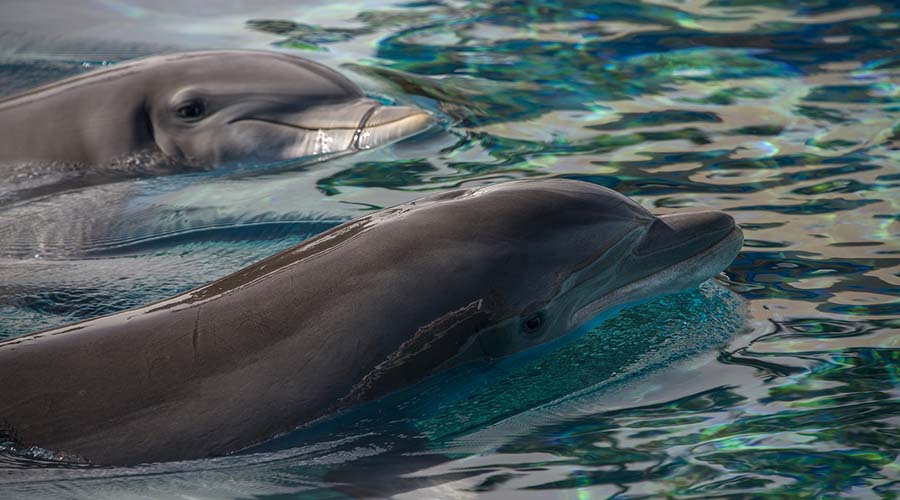 https://mdw-travel-data-us-east-1.s3.amazonaws.com/img/country/Egypt/Dolphin-House-Reef/img_02.jpg