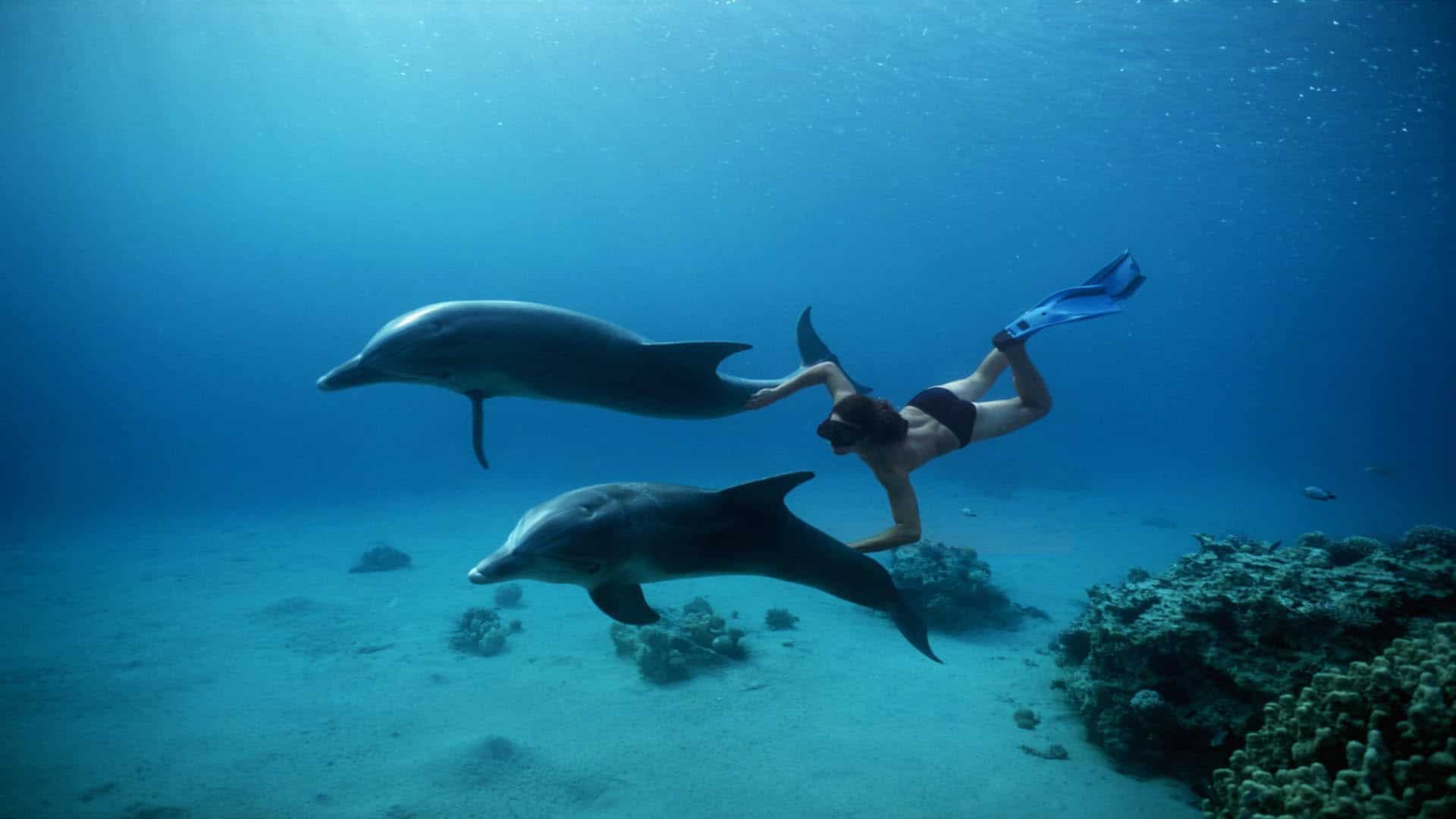 https://mdw-travel-data-us-east-1.s3.amazonaws.com/img/country/Egypt/Dolphin-House-Reef/img_03.jpg