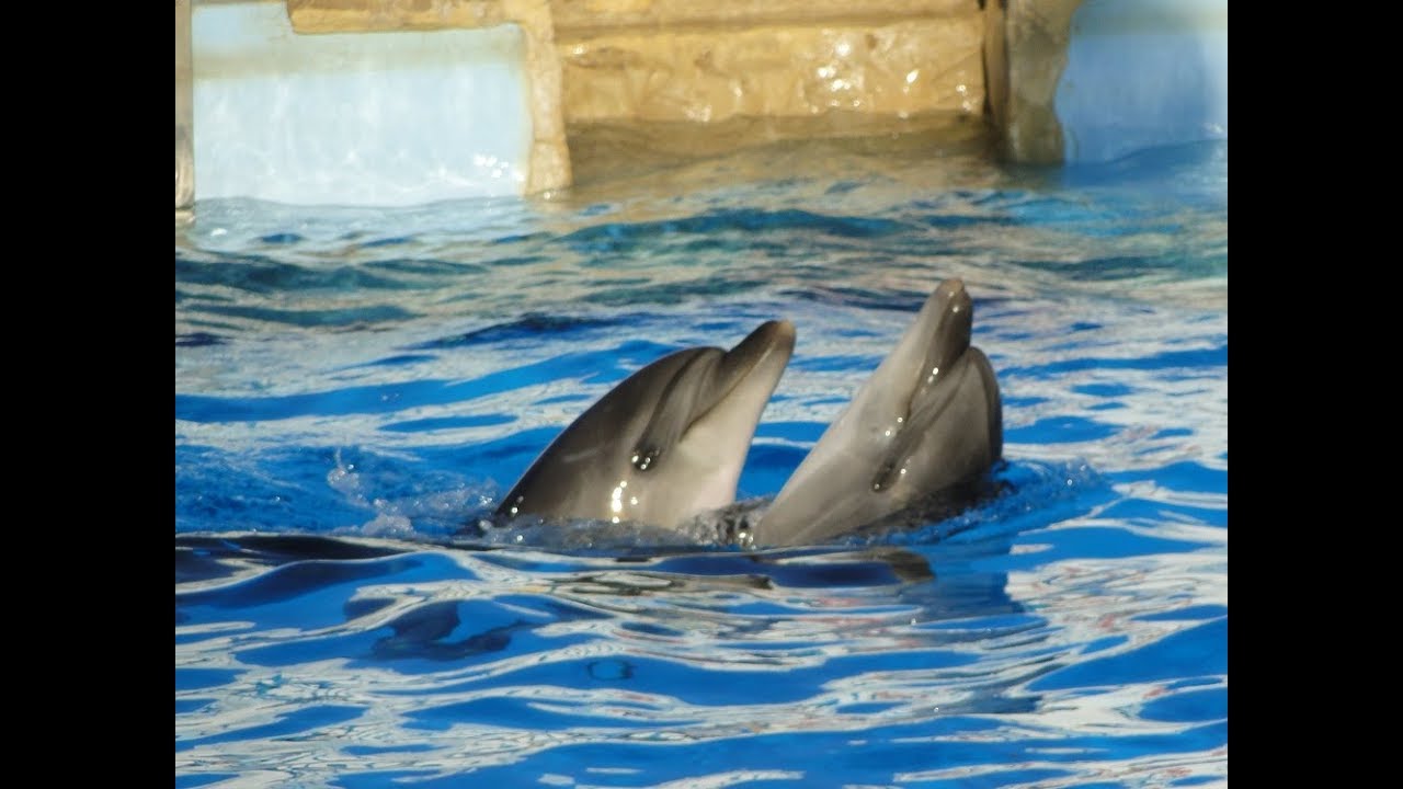 https://mdw-travel-data-us-east-1.s3.amazonaws.com/img/country/Egypt/Dolphin-World-Makadi-Bay/img_03.jpg