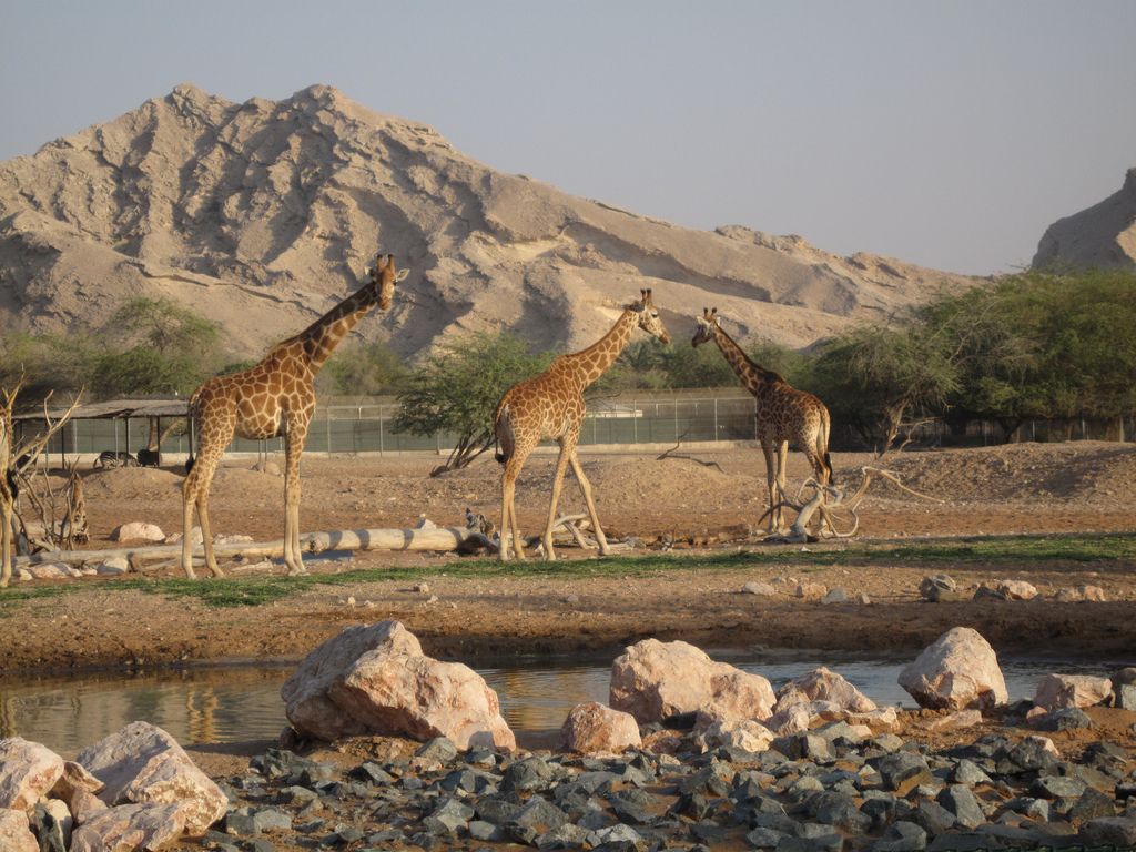 https://mdw-travel-data-us-east-1.s3.amazonaws.com/img/country/Egypt/Qalyub-al-Ain-Zoological-Garden/img_01.jpg