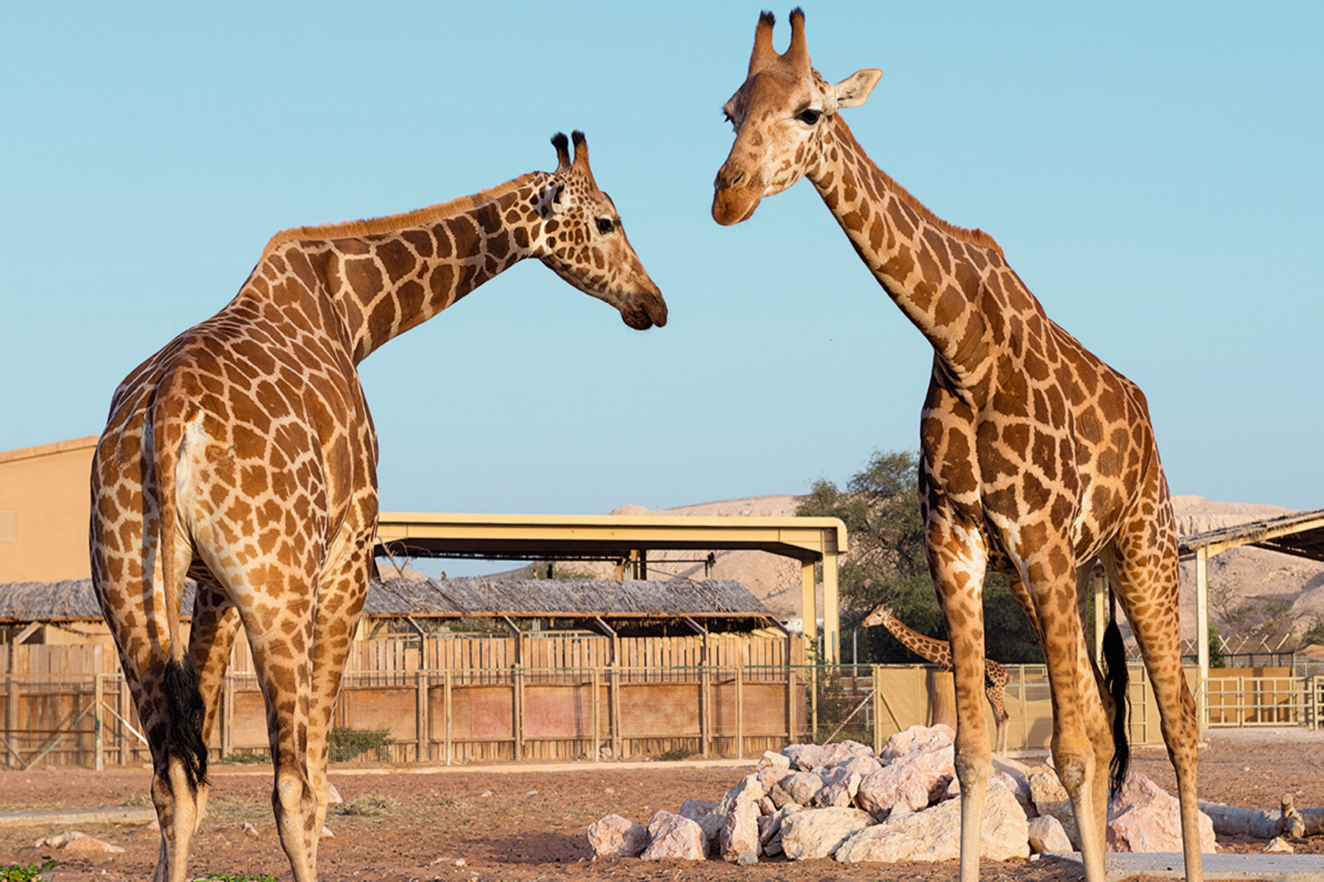 https://mdw-travel-data-us-east-1.s3.amazonaws.com/img/country/Egypt/Qalyub-al-Ain-Zoological-Garden/img_03.jpg