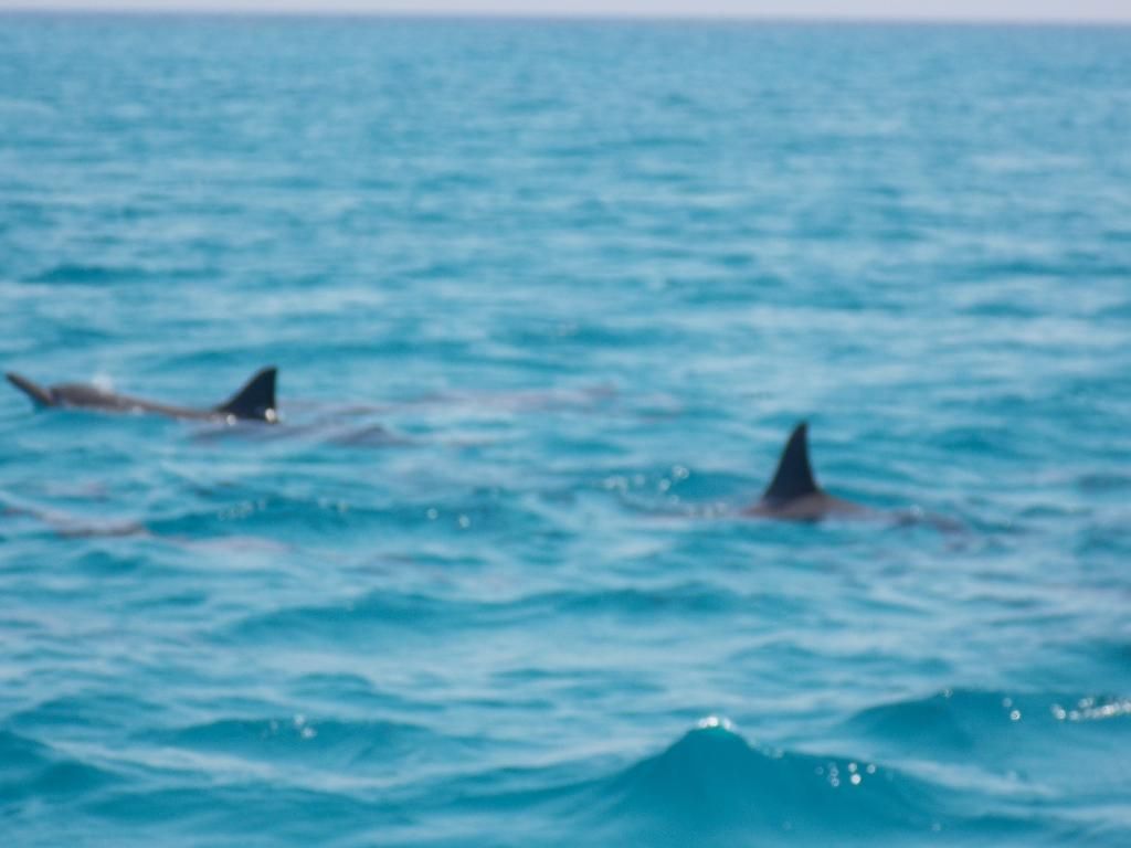 https://mdw-travel-data-us-east-1.s3.amazonaws.com/img/country/Egypt/Samadai-Dolphin-House/img_01.jpg