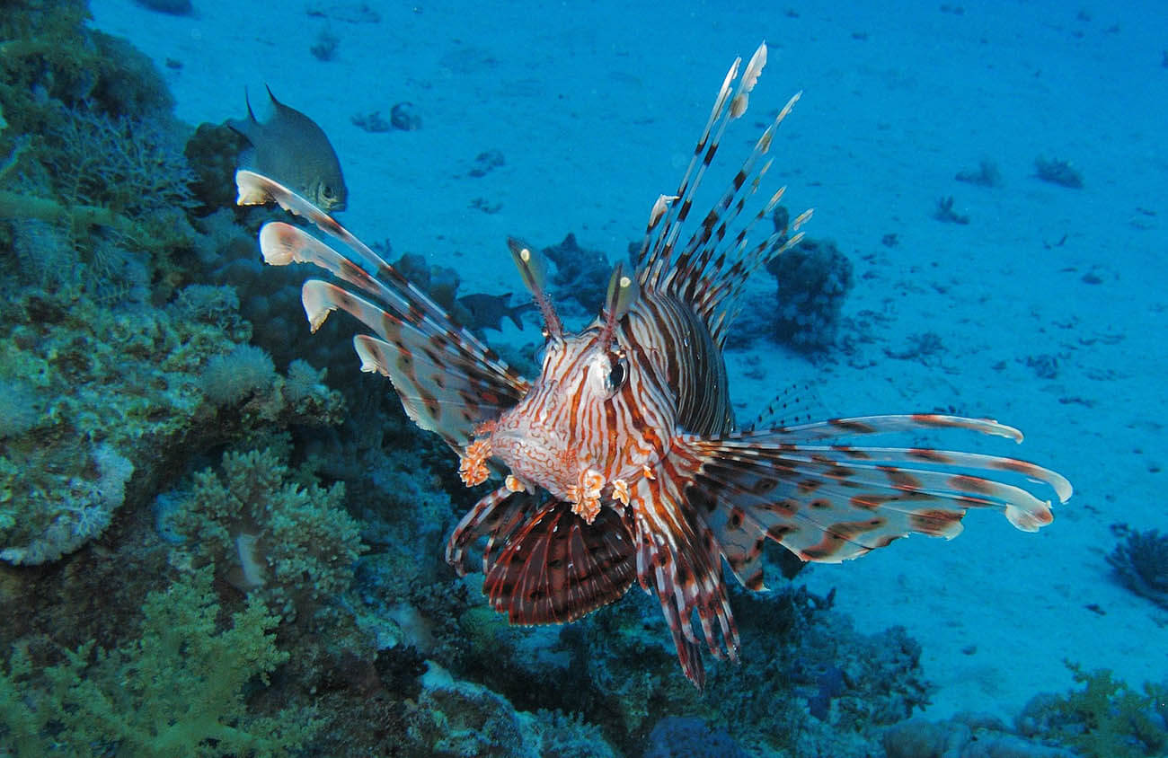 https://mdw-travel-data-us-east-1.s3.amazonaws.com/img/country/Egypt/Sataya-Reef/img_03.jpg