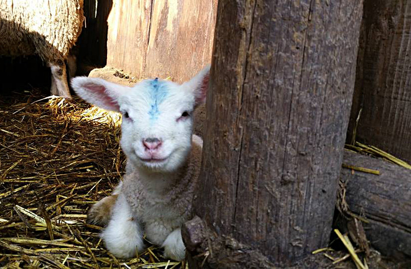 https://mdw-travel-data-us-east-1.s3.amazonaws.com/img/country/France/Ferme-pedagogique-Saint-Hilliers/img_02.jpg