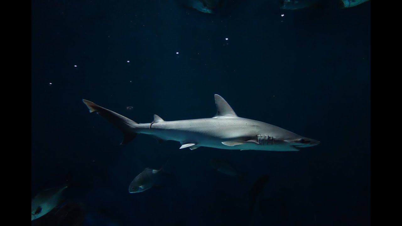 https://mdw-travel-data-us-east-1.s3.amazonaws.com/img/country/France/Grand-Aquarium/img_02.jpg
