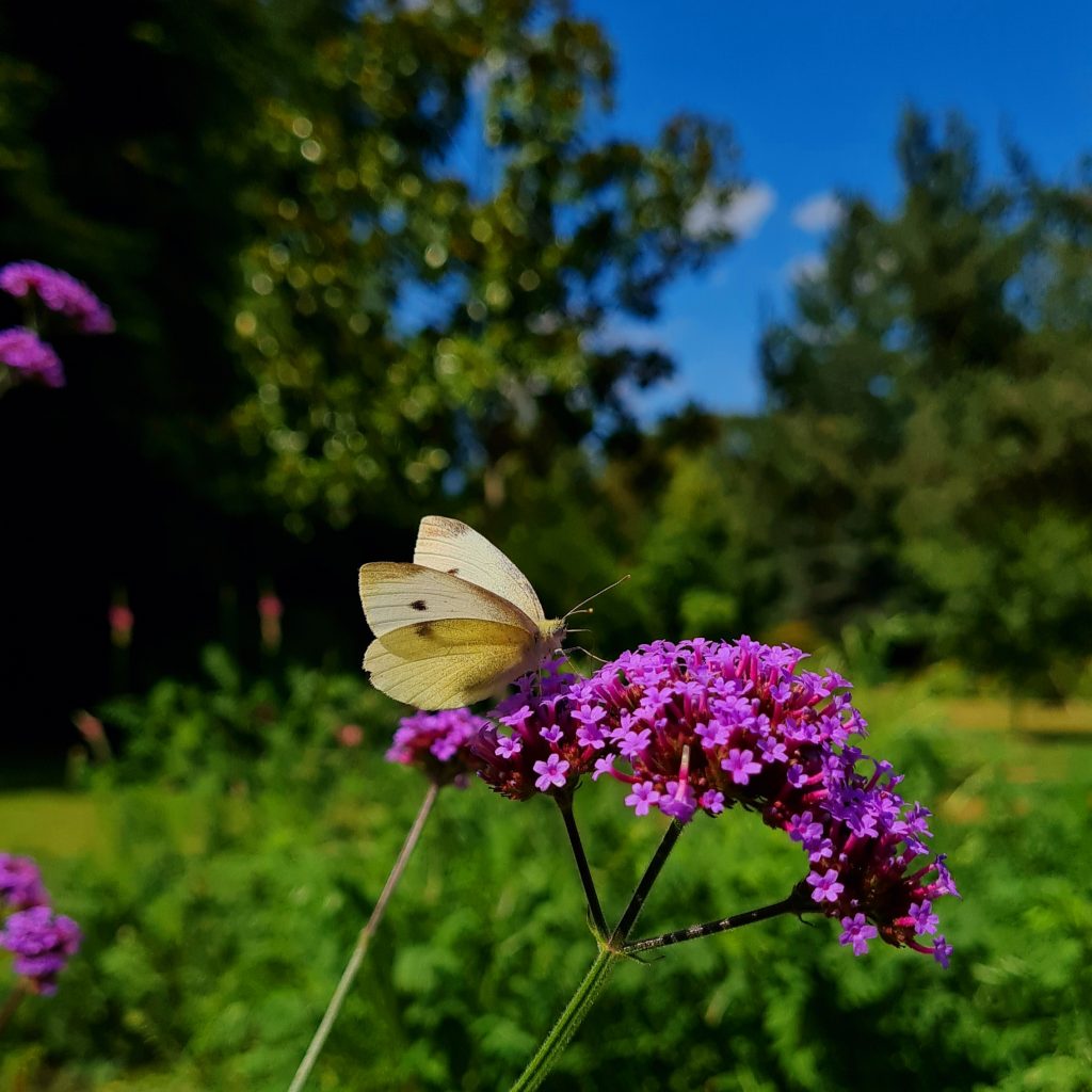 https://mdw-travel-data-us-east-1.s3.amazonaws.com/img/country/France/Le-Jardin-des-Papillons/img_02.jpg