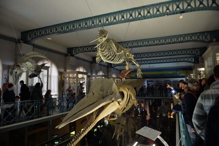 https://mdw-travel-data-us-east-1.s3.amazonaws.com/img/country/France/Lille-Natural-History-Museum/img_01.jpg
