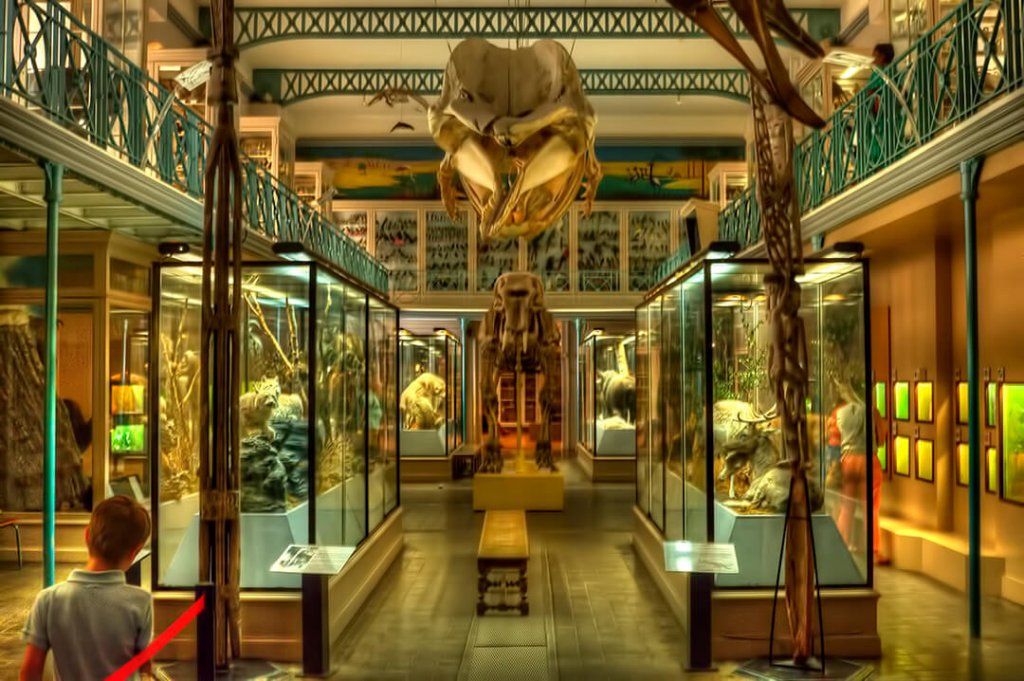 https://mdw-travel-data-us-east-1.s3.amazonaws.com/img/country/France/Lille-Natural-History-Museum/img_03.jpg