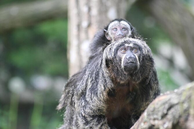 https://mdw-travel-data-us-east-1.s3.amazonaws.com/img/country/France/ZooParc-de-Beauval/img_01.jpg