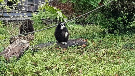 https://mdw-travel-data-us-east-1.s3.amazonaws.com/img/country/France/ZooParc-de-Lille/img_04.jpg