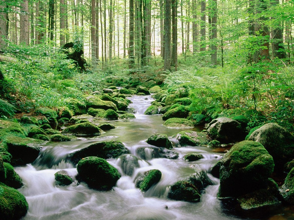 https://mdw-travel-data-us-east-1.s3.amazonaws.com/img/country/Germany/Bavarian-Forest-National-Park/img_03.jpg