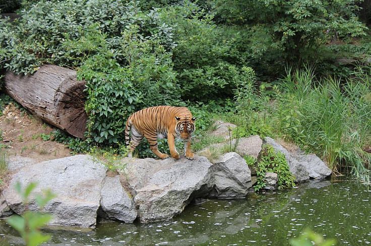 https://mdw-travel-data-us-east-1.s3.amazonaws.com/img/country/Germany/Berlin-Zoological-Garden/img_01.jpg