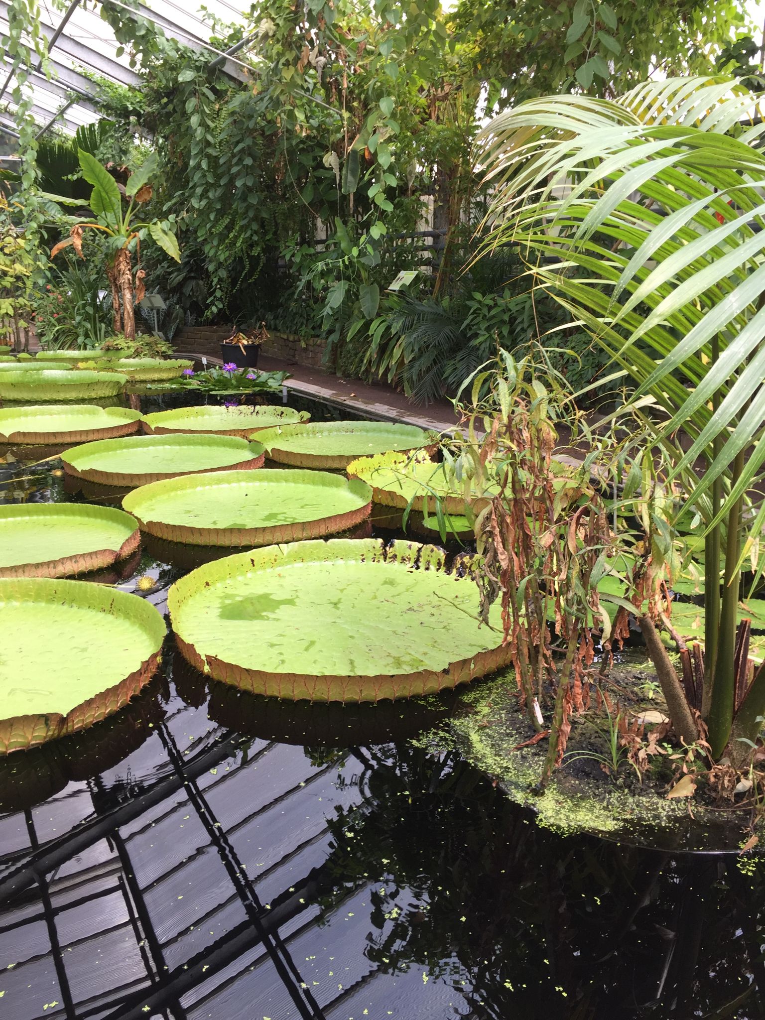 https://mdw-travel-data-us-east-1.s3.amazonaws.com/img/country/Germany/Botanical-Gardens-Bonn/img_01.jpg