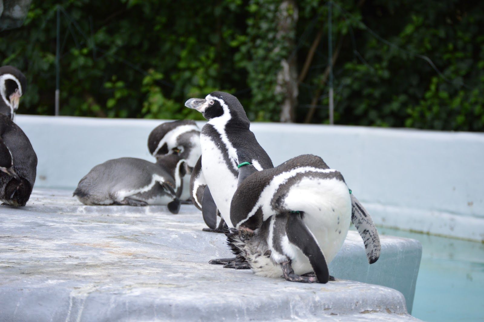 https://mdw-travel-data-us-east-1.s3.amazonaws.com/img/country/Germany/Cologne-Zoo/img_03.jpg