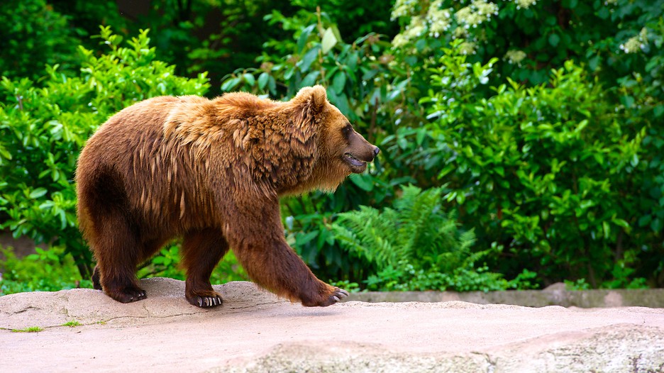 https://mdw-travel-data-us-east-1.s3.amazonaws.com/img/country/Germany/Hagenbeck-Zoo/img_03.jpg
