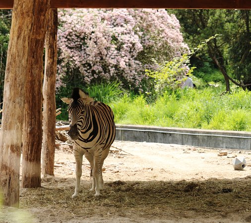https://mdw-travel-data-us-east-1.s3.amazonaws.com/img/country/Germany/Heidelberg-Zoo/img_02.jpg