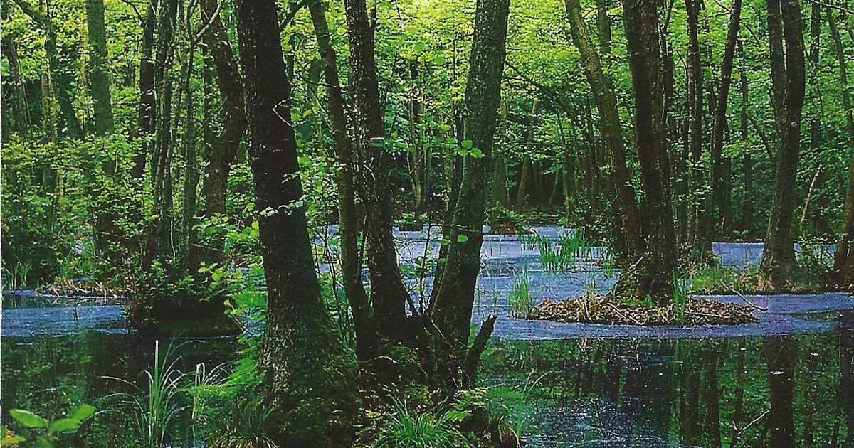 https://mdw-travel-data-us-east-1.s3.amazonaws.com/img/country/Germany/Muritz-National-Park/img_03.jpg