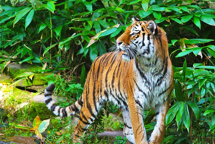 https://mdw-travel-data-us-east-1.s3.amazonaws.com/img/country/Germany/Nuremberg-Zoo/img_03.jpg