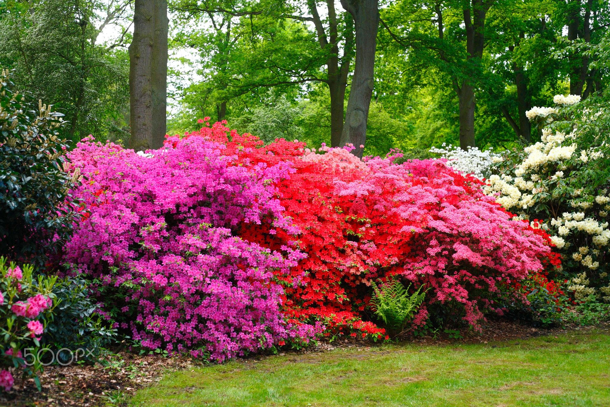 https://mdw-travel-data-us-east-1.s3.amazonaws.com/img/country/Germany/Rhododendron-Park-Bremen/img_02.jpg