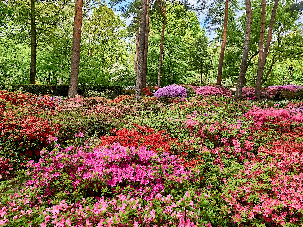https://mdw-travel-data-us-east-1.s3.amazonaws.com/img/country/Germany/Rhododendron-Park-Bremen/img_03.jpg