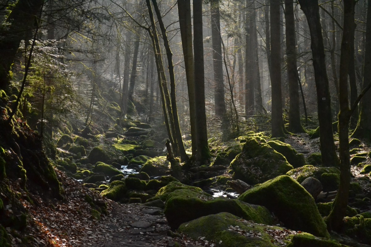 https://mdw-travel-data-us-east-1.s3.amazonaws.com/img/country/Germany/Schwarzwald--Black-Forest-/img_03.jpg