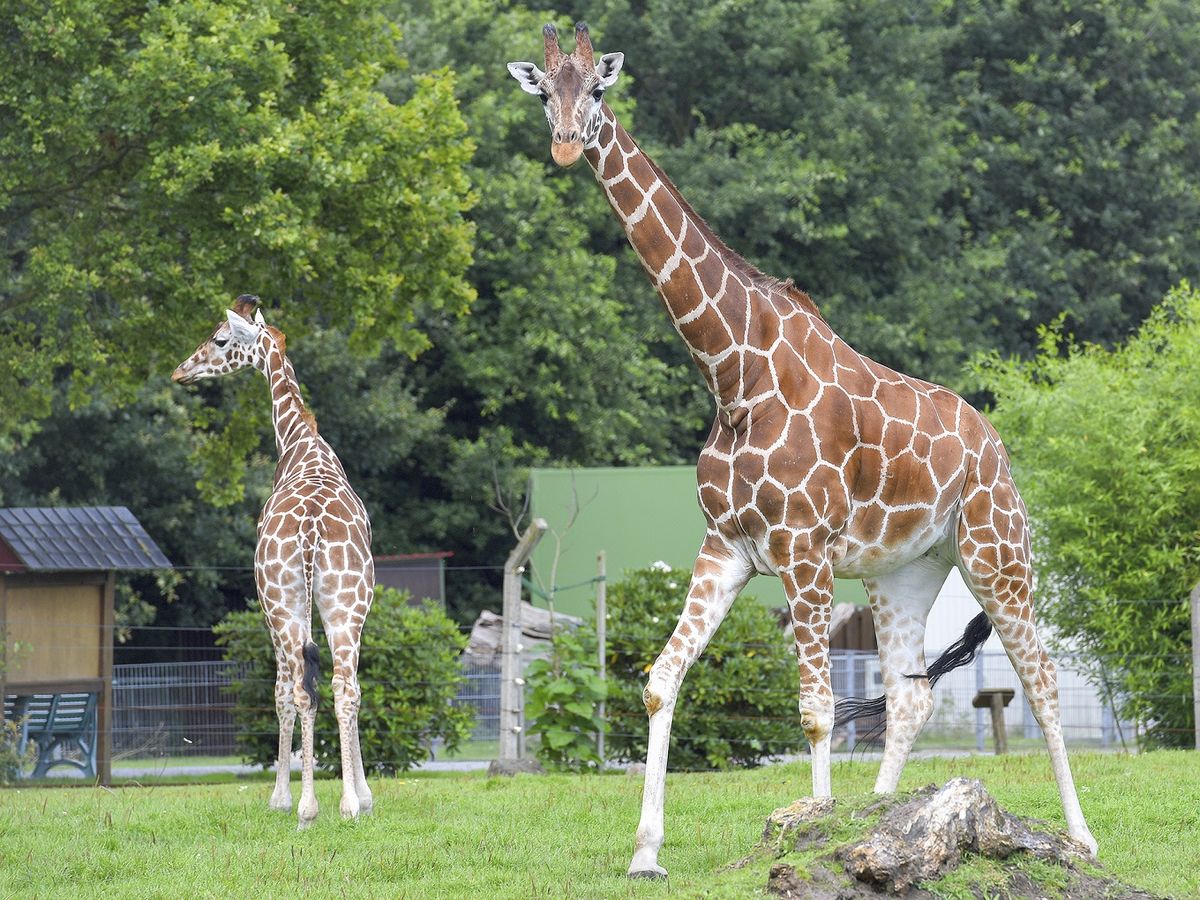 https://mdw-travel-data-us-east-1.s3.amazonaws.com/img/country/Germany/Tierpark-Jaderberg/img_02.jpg