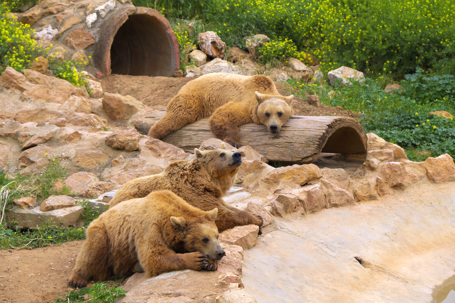 https://mdw-travel-data-us-east-1.s3.amazonaws.com/img/country/Greece/Attica-Zoological-Park/img_00.jpg