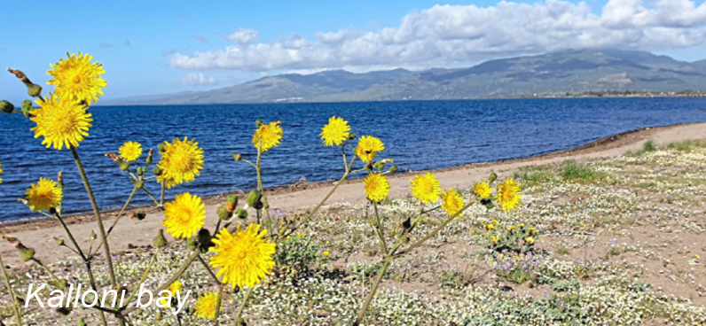 https://mdw-travel-data-us-east-1.s3.amazonaws.com/img/country/Greece/Birdwatching-in-Kalloni/img_03.jpg