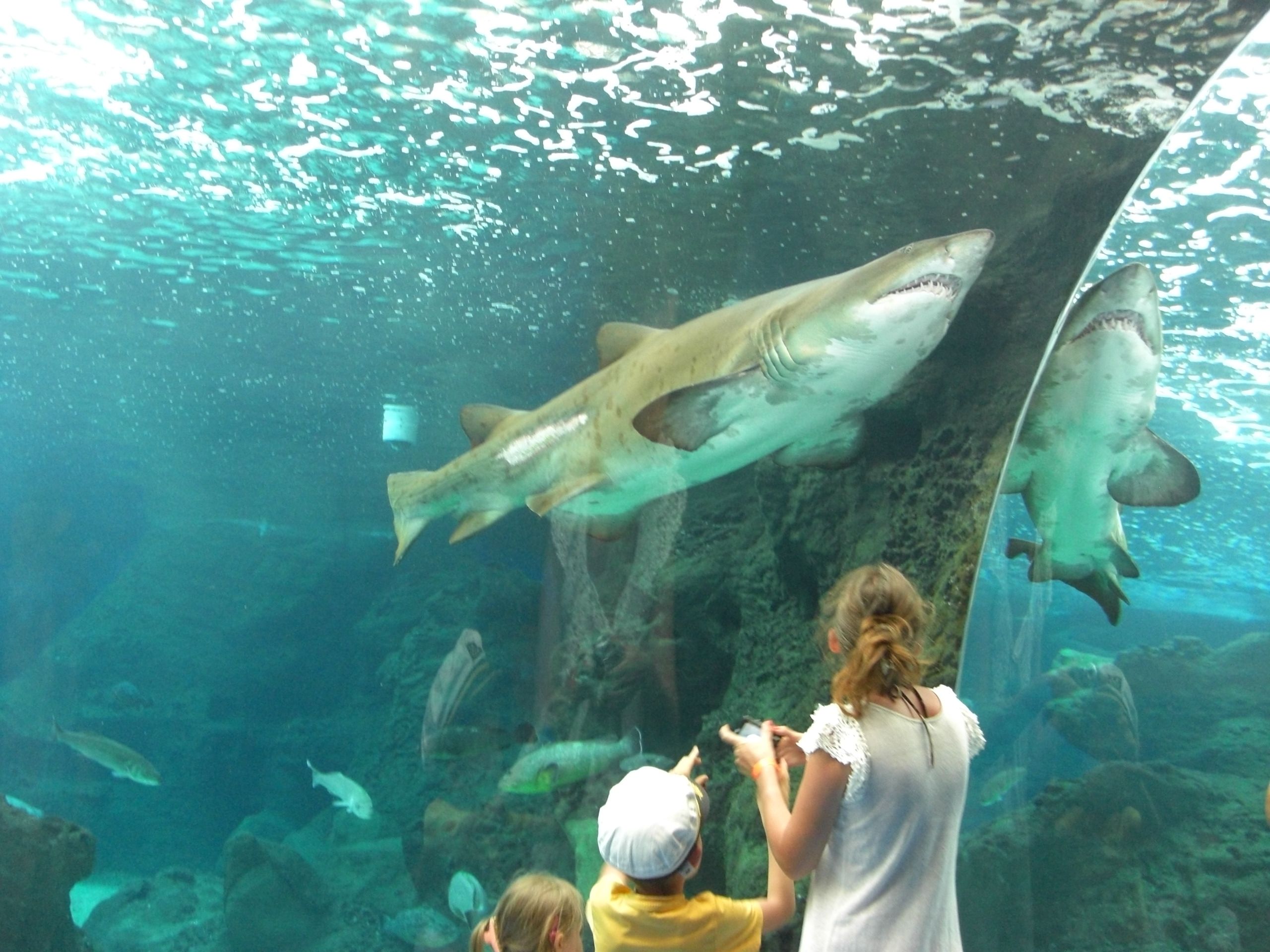 https://mdw-travel-data-us-east-1.s3.amazonaws.com/img/country/Greece/Cretaquarium/img_03.jpg