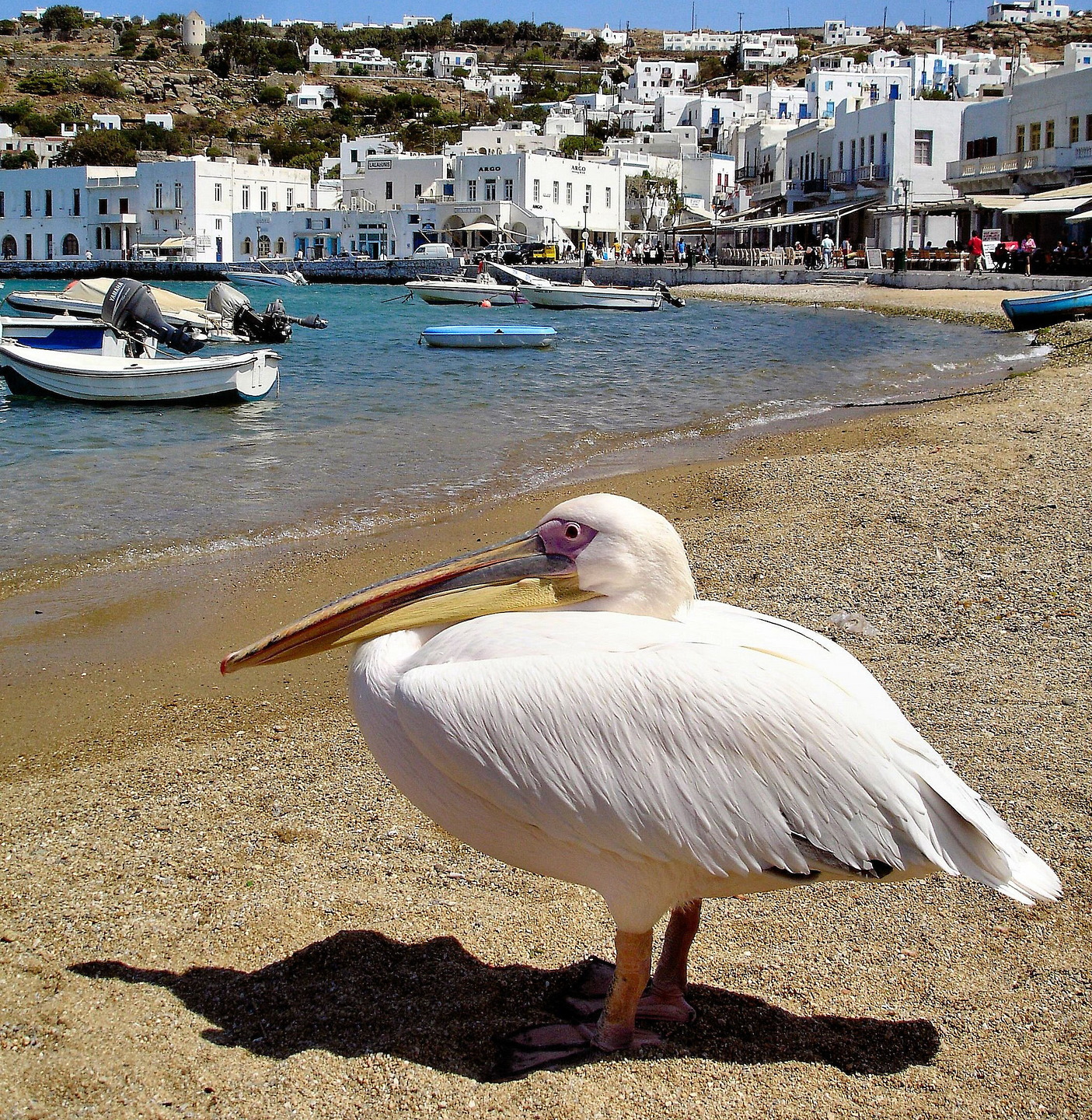 https://mdw-travel-data-us-east-1.s3.amazonaws.com/img/country/Greece/Petros-the-Pelican/img_01.jpg