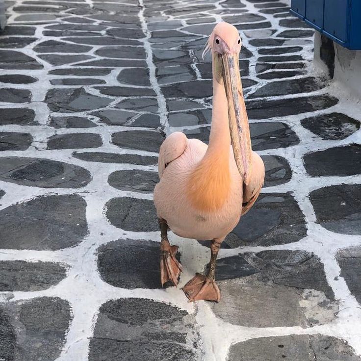 https://mdw-travel-data-us-east-1.s3.amazonaws.com/img/country/Greece/Petros-the-Pelican/img_02.jpg