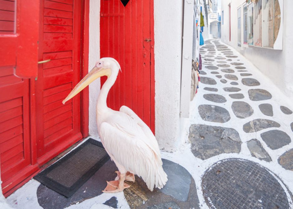 https://mdw-travel-data-us-east-1.s3.amazonaws.com/img/country/Greece/Petros-the-Pelican/img_03.jpg