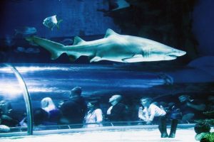 https://mdw-travel-data-us-east-1.s3.amazonaws.com/img/country/Hungary/Big-Forest-Aquarium/img_02.jpg