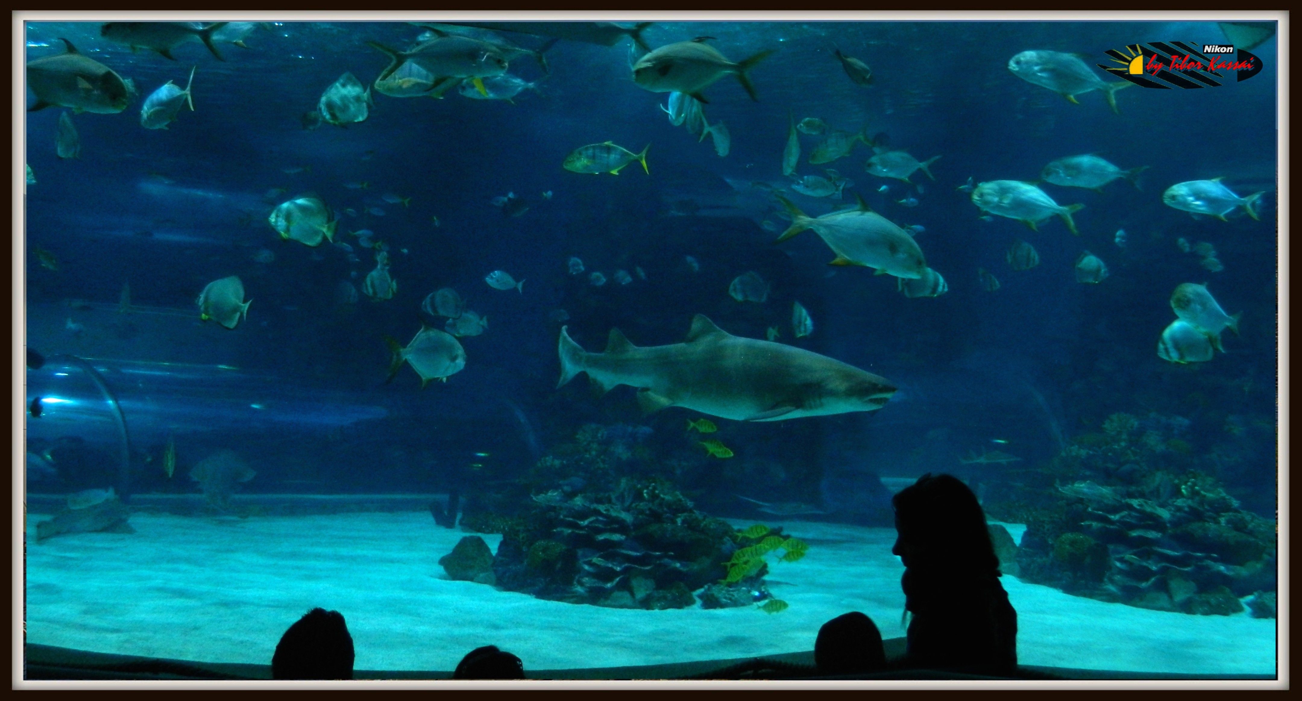 https://mdw-travel-data-us-east-1.s3.amazonaws.com/img/country/Hungary/Big-Forest-Aquarium/img_03.jpg