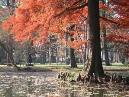 https://mdw-travel-data-us-east-1.s3.amazonaws.com/img/country/Hungary/Botanical-Garden-of-the-University-of-Szeged/img_01.jpg