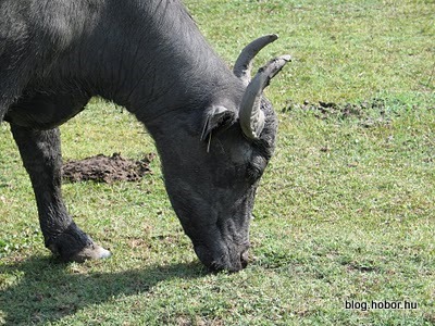 https://mdw-travel-data-us-east-1.s3.amazonaws.com/img/country/Hungary/Buffalo-Reserve-in-Kapolnapuszta/img_02.jpg