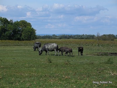 https://mdw-travel-data-us-east-1.s3.amazonaws.com/img/country/Hungary/Buffalo-Reserve-in-Kapolnapuszta/img_03.jpg