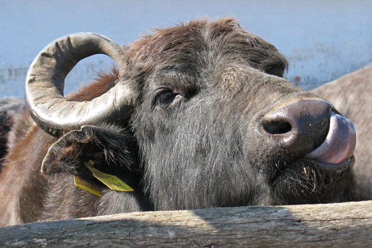 https://mdw-travel-data-us-east-1.s3.amazonaws.com/img/country/Hungary/Buffalo-Reserve-of-Kapolnapuszta/img_00.jpg