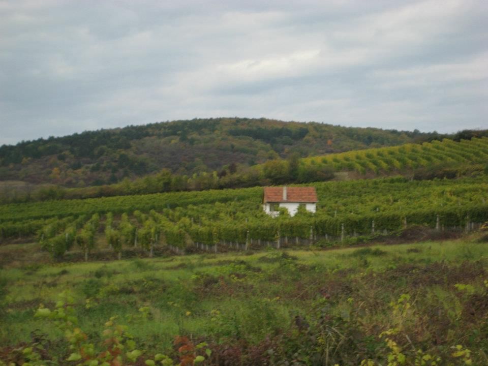https://mdw-travel-data-us-east-1.s3.amazonaws.com/img/country/Hungary/Csaszari-Pince-Winery/img_01.jpg