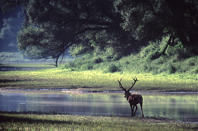 https://mdw-travel-data-us-east-1.s3.amazonaws.com/img/country/Hungary/Gemenc-Forest-and-Floodplain/img_01.jpg