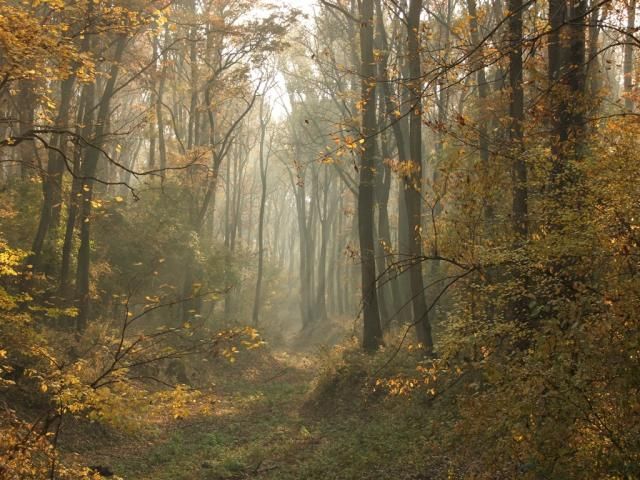https://mdw-travel-data-us-east-1.s3.amazonaws.com/img/country/Hungary/Gemenc-Forest-and-Floodplain/img_02.jpg