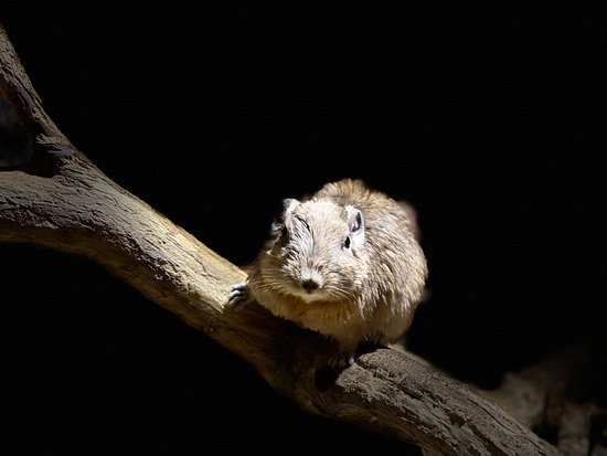 https://mdw-travel-data-us-east-1.s3.amazonaws.com/img/country/Hungary/Gyomro-Royal-Squirrels-Zoo/img_01.jpg