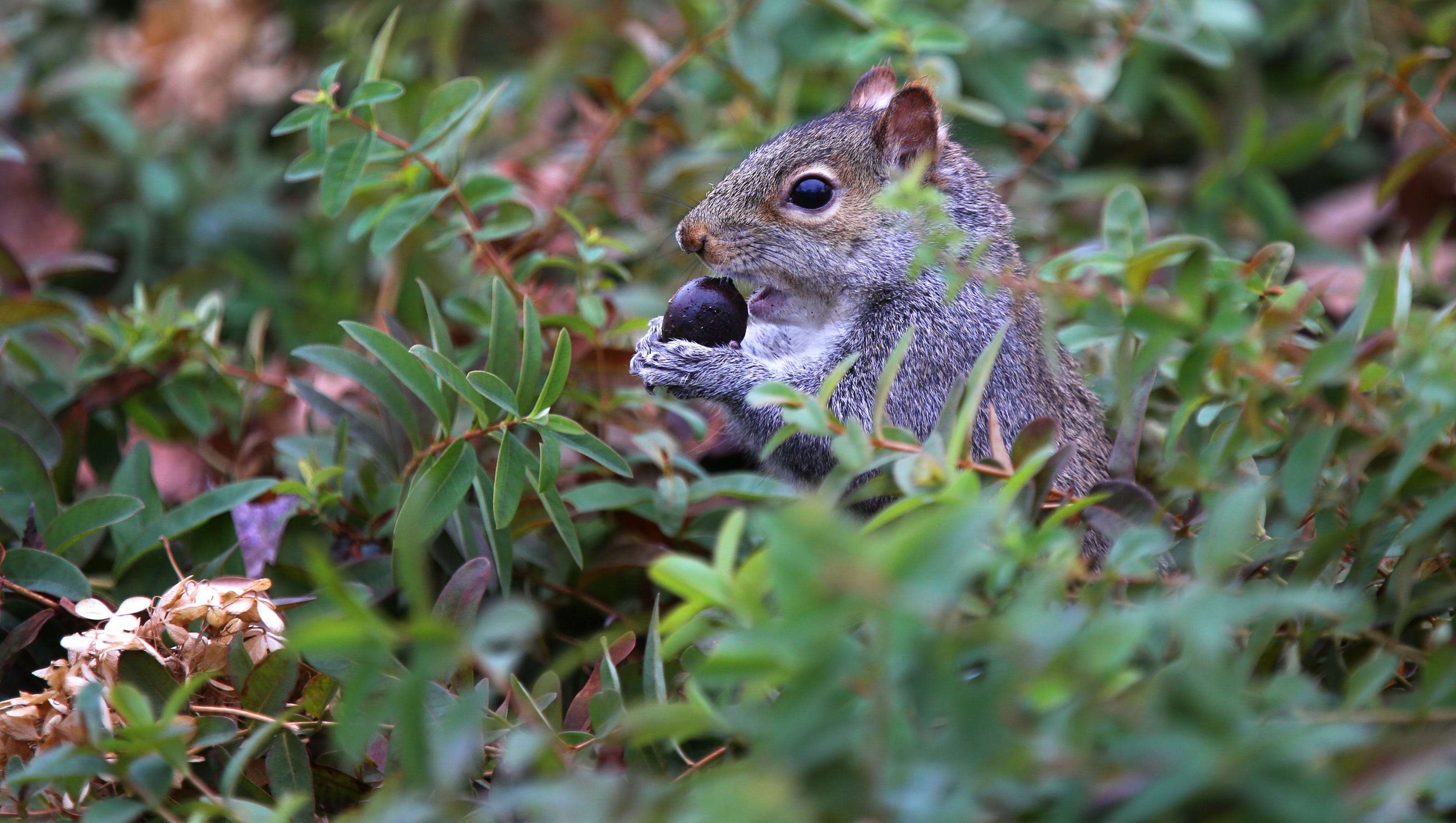 https://mdw-travel-data-us-east-1.s3.amazonaws.com/img/country/Hungary/Gyomro-Royal-Squirrels-Zoo/img_02.jpg