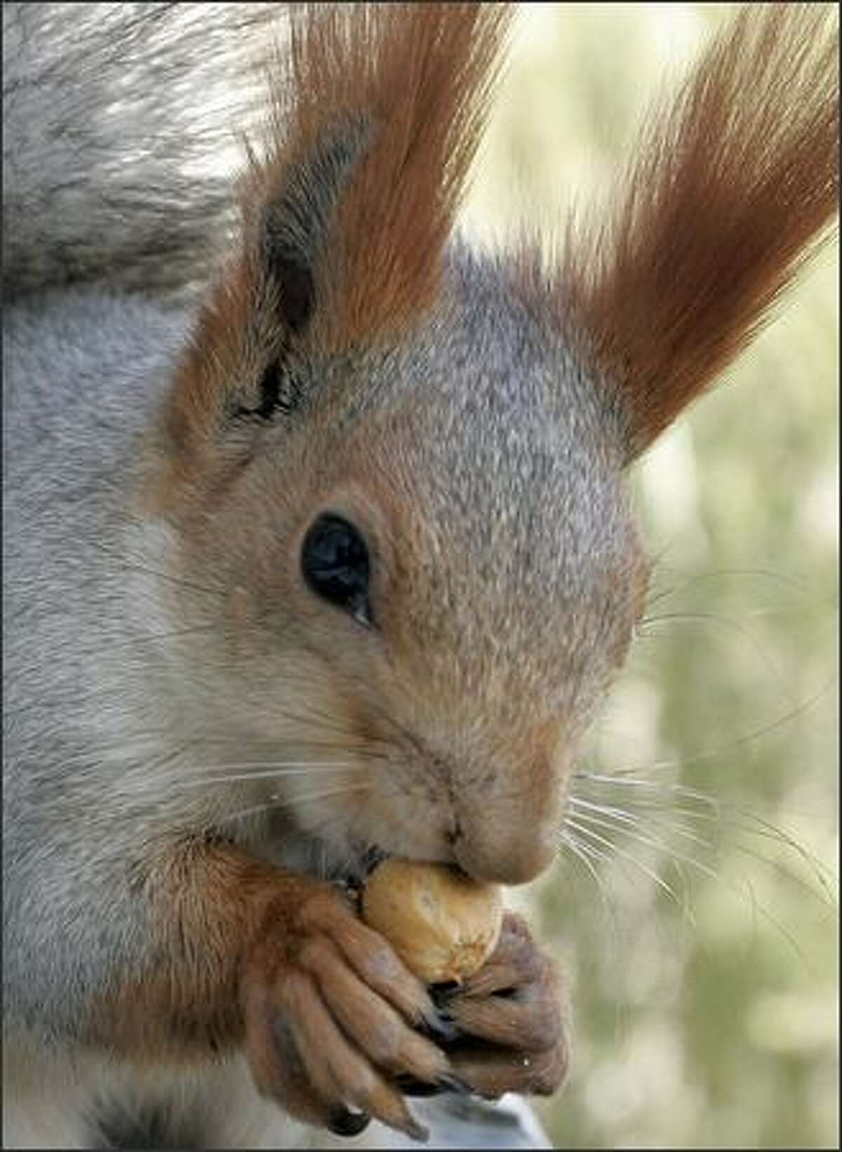 https://mdw-travel-data-us-east-1.s3.amazonaws.com/img/country/Hungary/Gyomro-Royal-Squirrels-Zoo/img_03.jpg