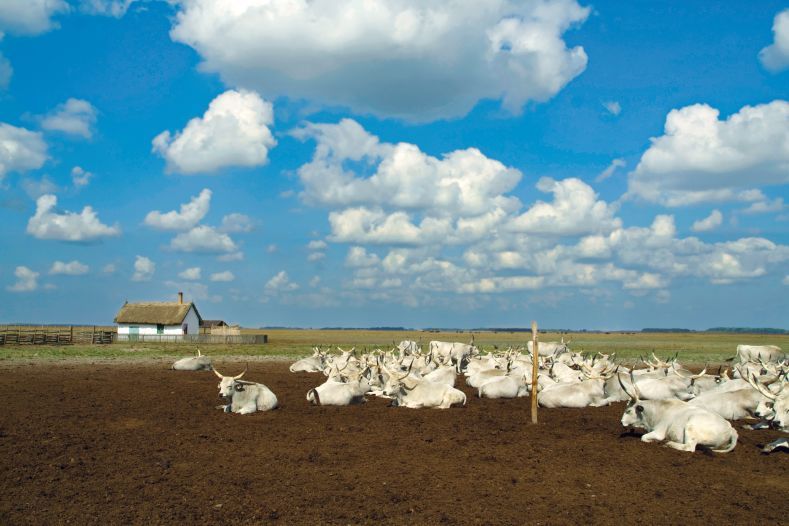 https://mdw-travel-data-us-east-1.s3.amazonaws.com/img/country/Hungary/Hortobagy-National-Park/img_02.jpg